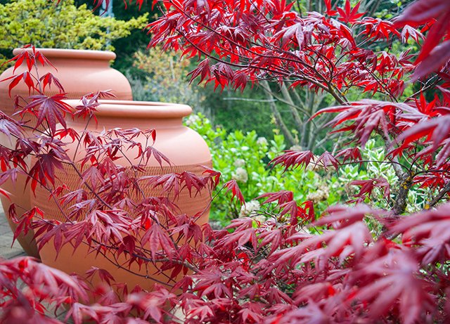 Travel 2024 Year In Review 25 Japanese Red Maple Tree Landscape at Beckham Estate