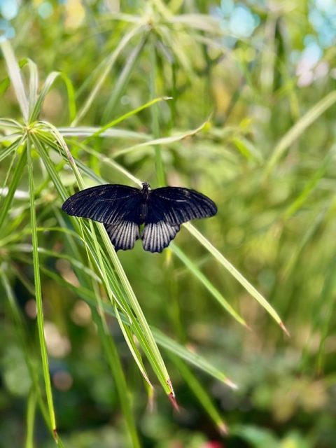 Travel 2024 Year In Review 13 Butterfly Sanctuary at the Strong Museum of Play
