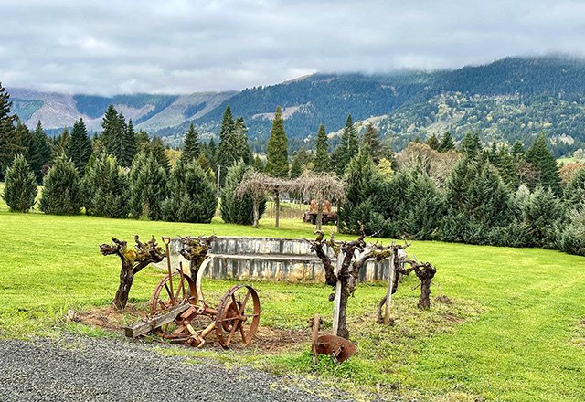 Travel 2024 Year In Review 21 Travel 2024 - Old Pinot Noir Vines at HillCrest Winery