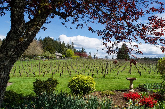Travel 2024 Year In Review 27 View of Potter's Vineyard with tree in forground and flowers
