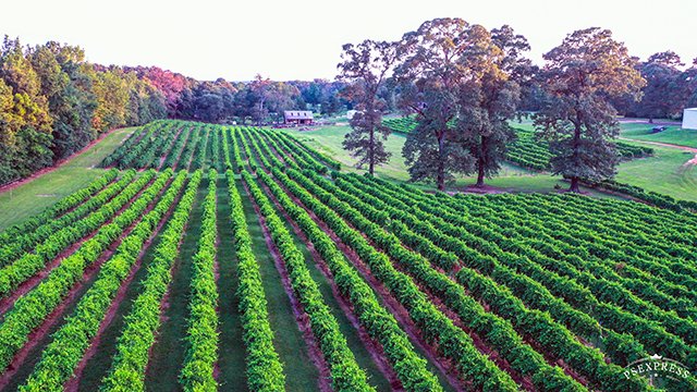View of vineyards and trees at Landry Vineyards West Monroe, Louisiana
