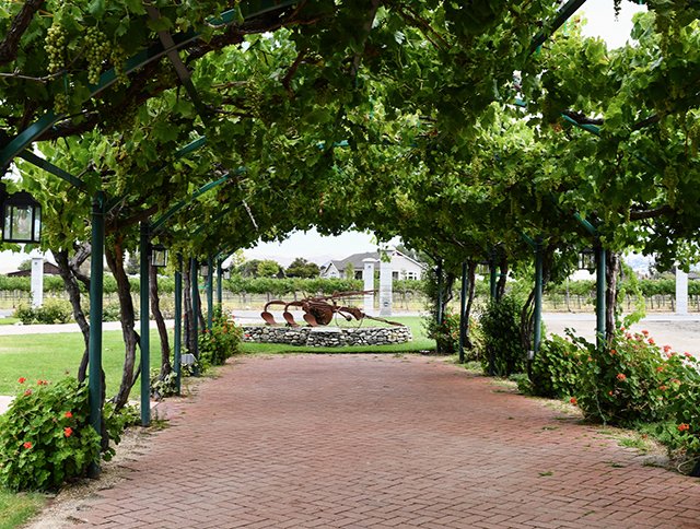 Vineyard pathway with lush greenery