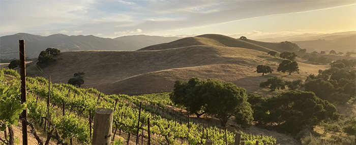 Rolling hills with vineyard landscape at J+K Vineyard.